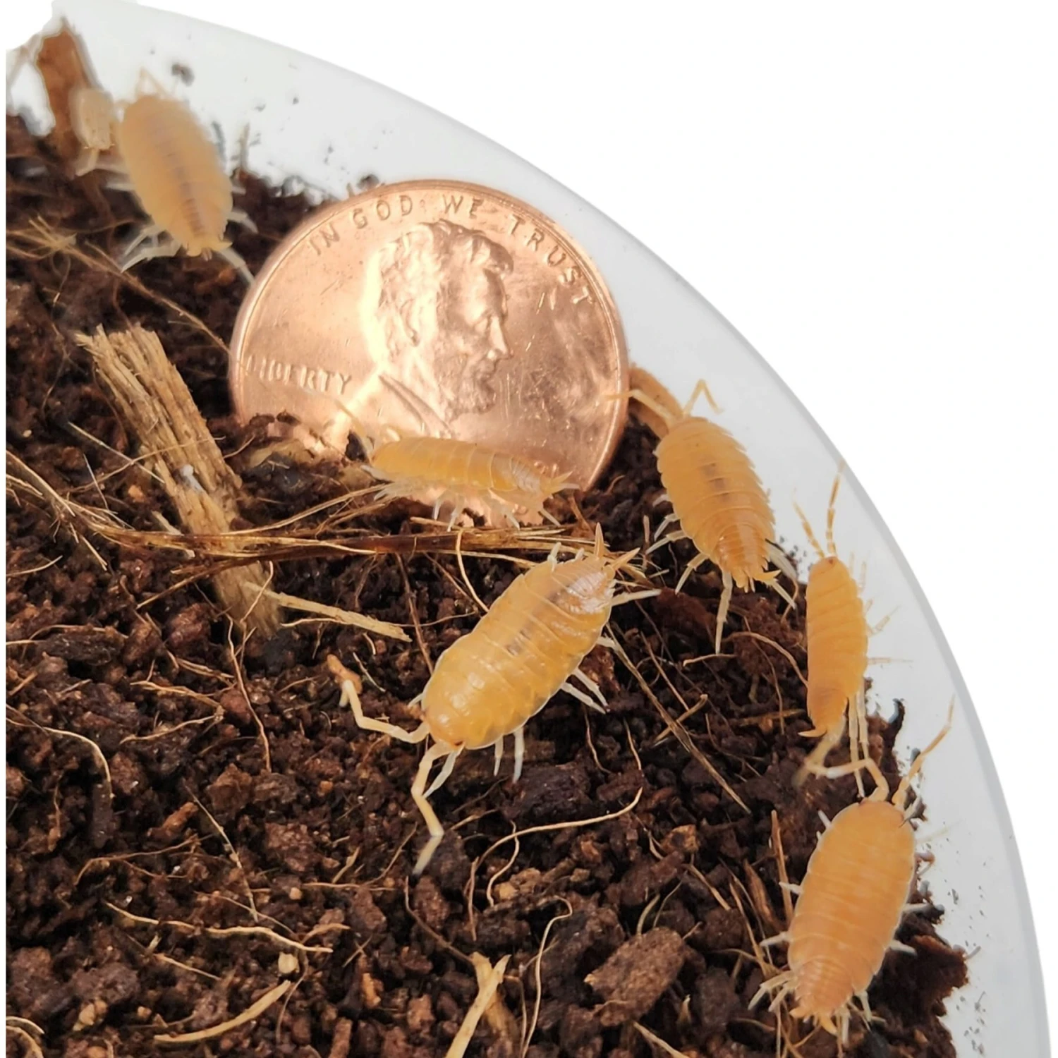 Josh's Frogs Porcellionides Pruinosus 'Powder Orange' Isopods Live Feed Reptile Food, 10 Count - Image 5
