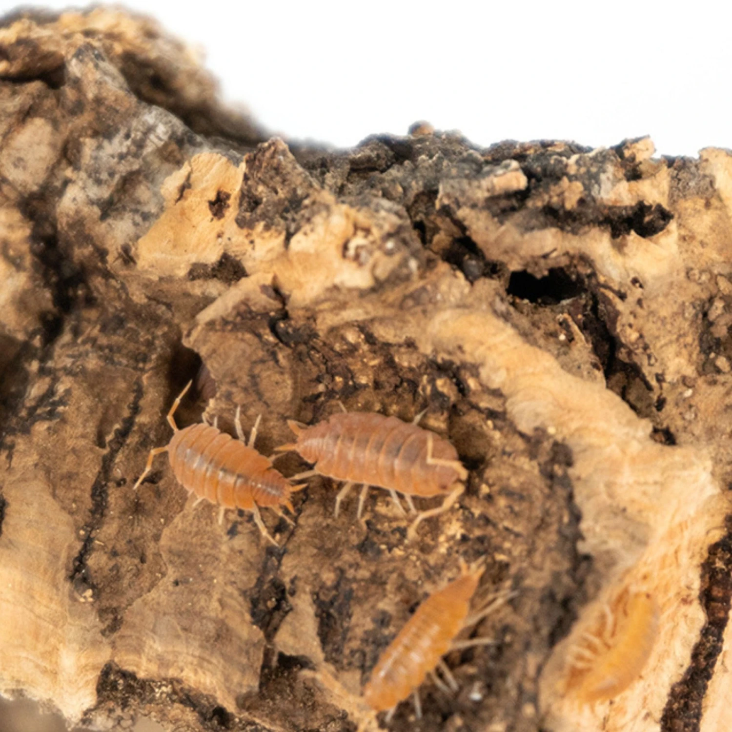 Josh's Frogs Porcellionides Pruinosus 'Powder Orange' Isopods Live Feed Reptile Food, 10 Count - Image 6