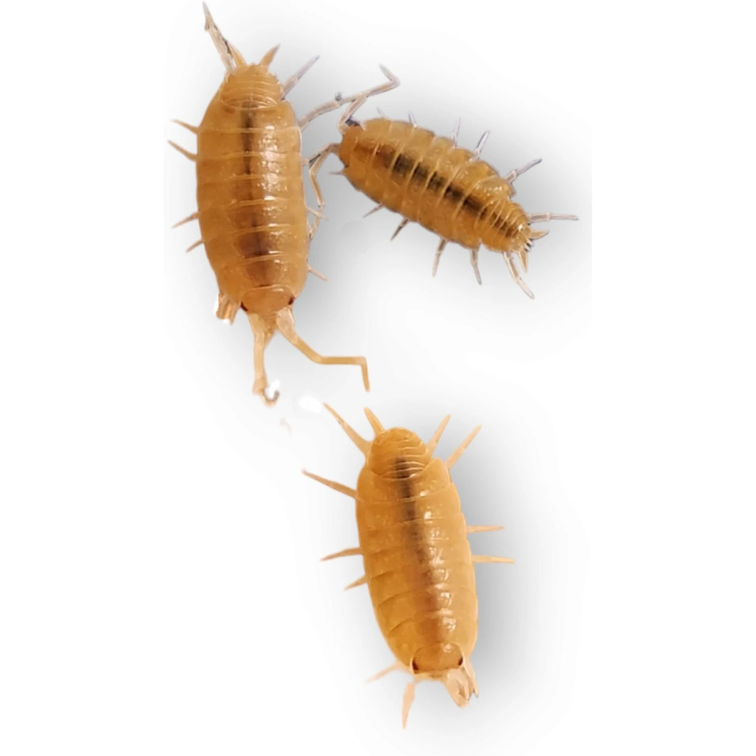 Josh's Frogs Porcellionides Pruinosus 'Powder Orange' Isopods Live Feed Reptile Food, 10 Count - Image 7