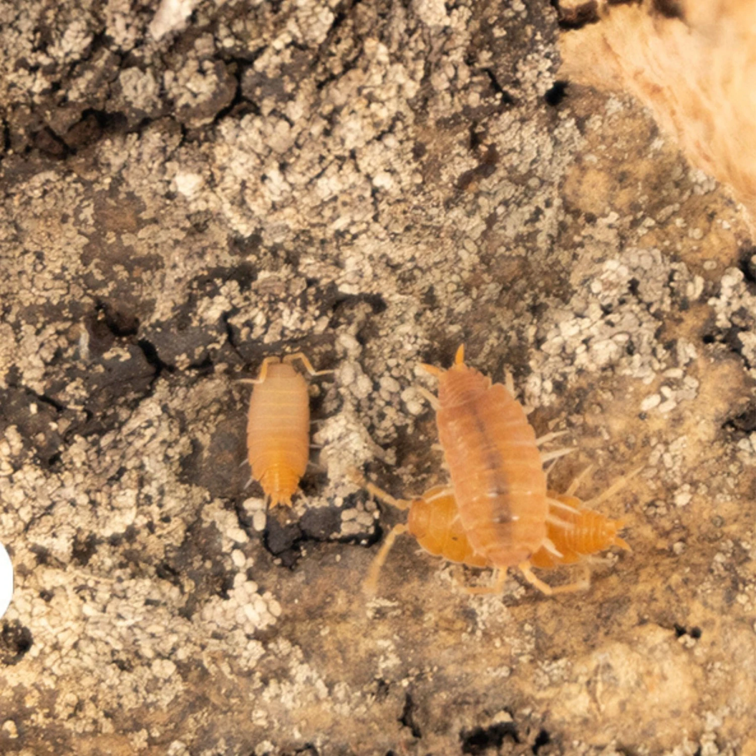 Josh's Frogs Porcellionides Pruinosus 'Powder Orange' Isopods Live Feed Reptile Food, 10 Count - Image 8