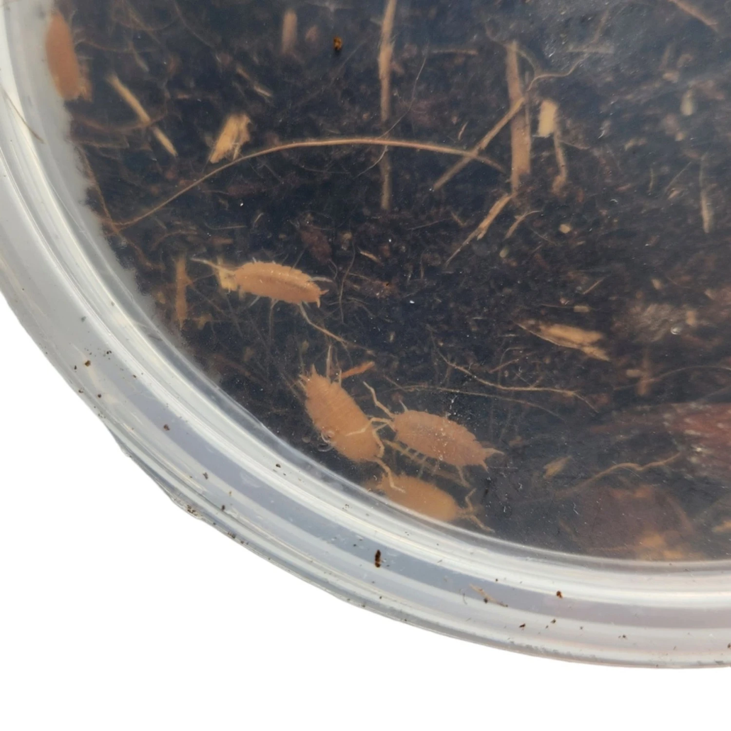 Josh's Frogs Porcellionides Pruinosus 'Powder Orange' Isopods Live Feed Reptile Food, 10 Count - Image 9