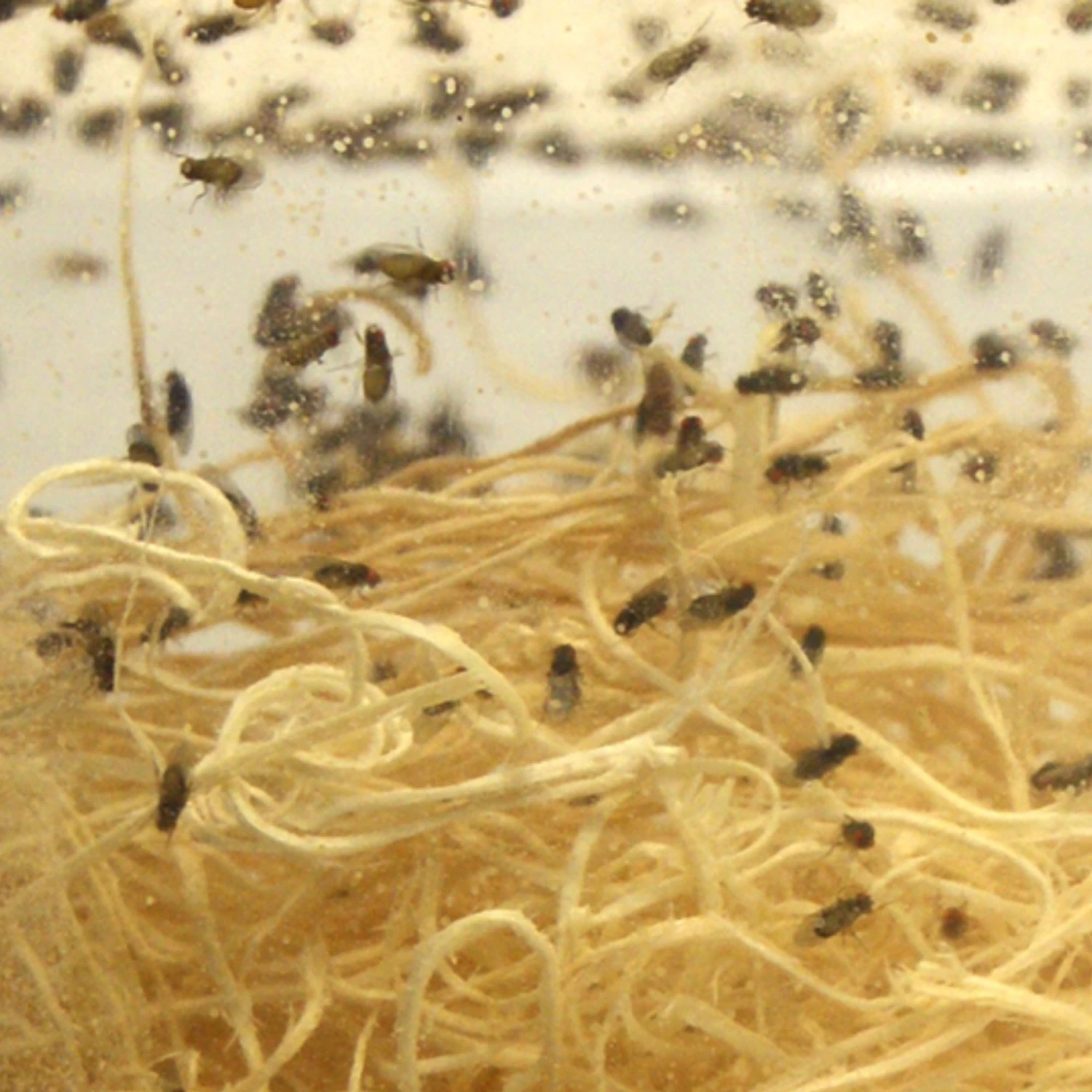Josh's Frogs Producing Flightless Drosophila Hydei Fruit Fly Culture Live Feed Reptile Food - Image 3
