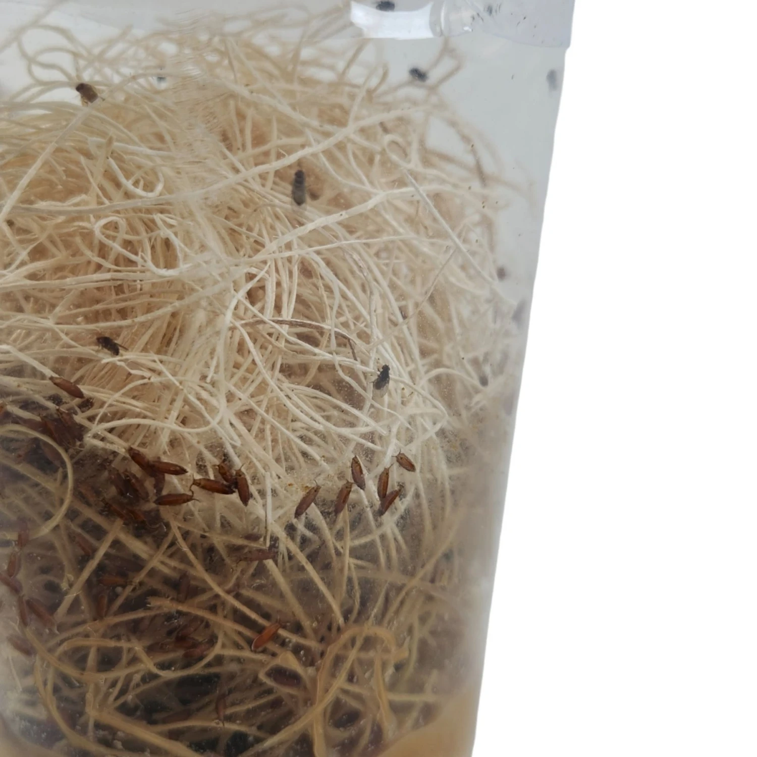 Josh's Frogs Producing Flightless Drosophila Hydei Fruit Fly Culture Live Feed Reptile Food - Image 4