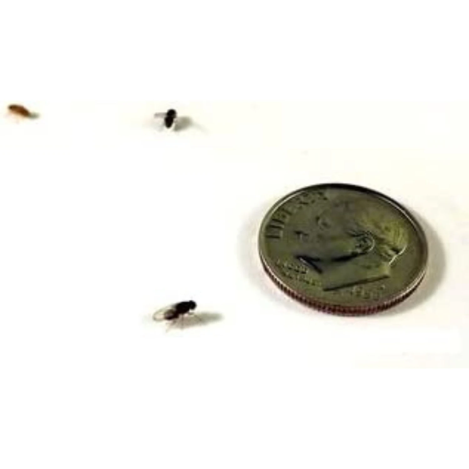 Josh's Frogs Producing Flightless Drosophila Hydei Fruit Fly Culture Live Feed Reptile Food - Image 5