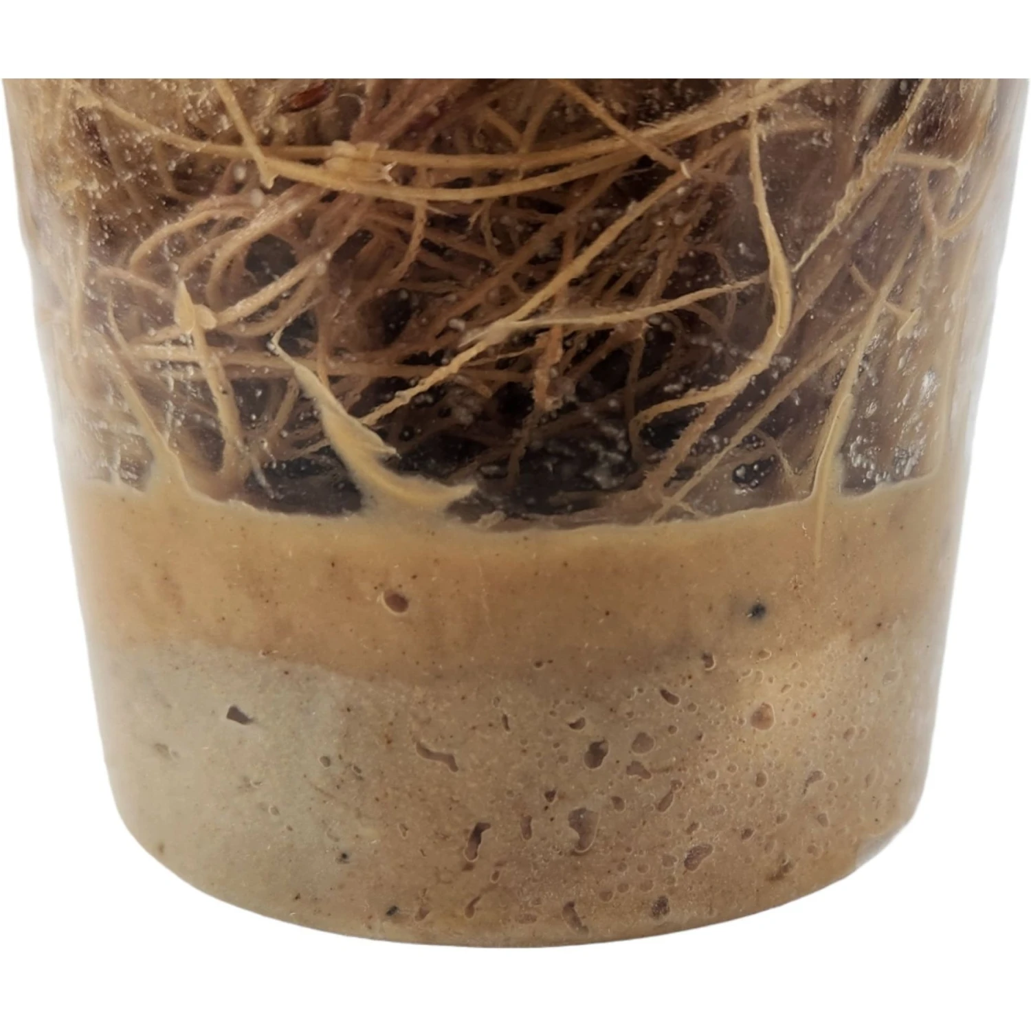 Josh's Frogs Producing Flightless Drosophila Hydei Fruit Fly Culture Live Feed Reptile Food - Image 9