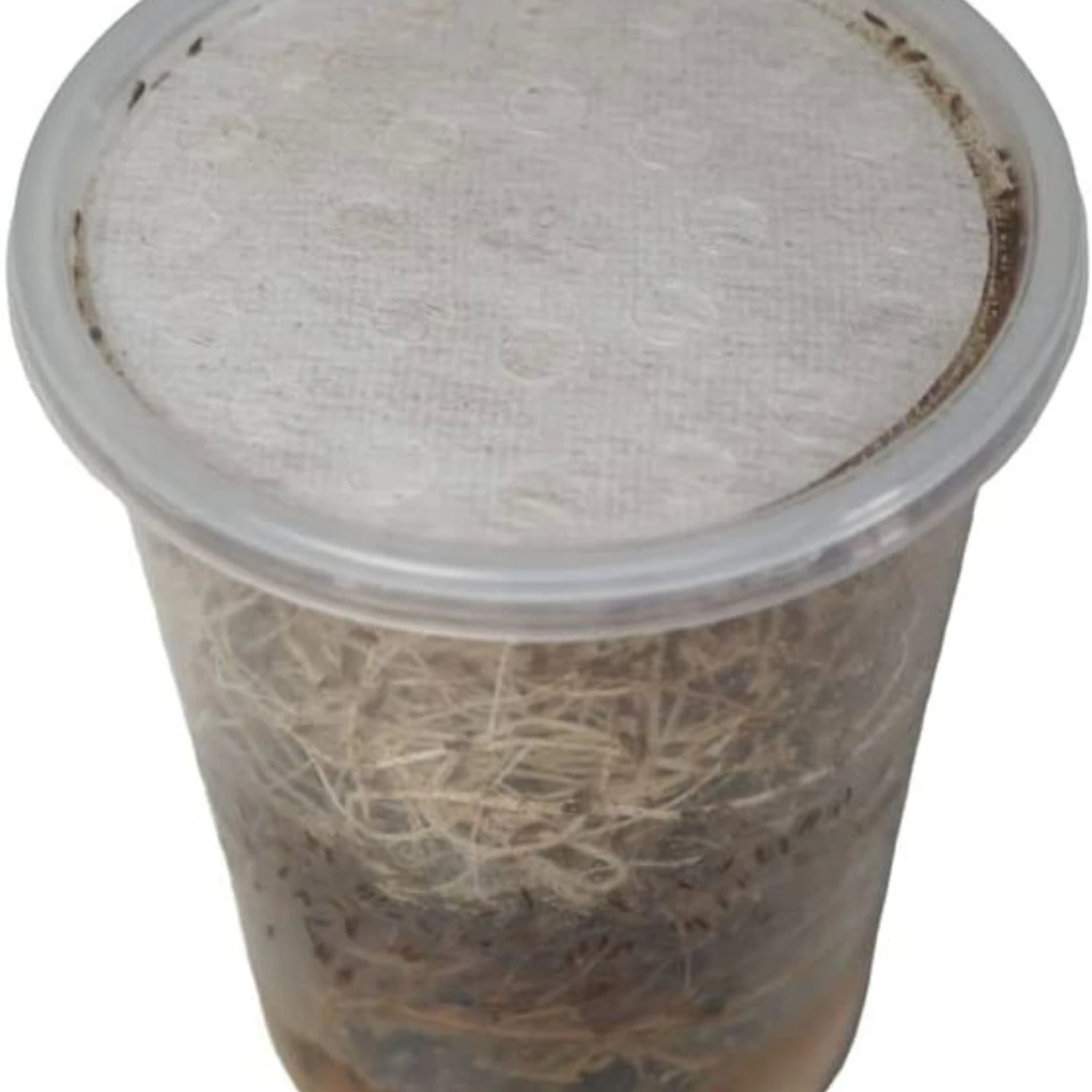 Josh's Frogs Producing Flightless Golden Hydei Fruit Fly Culture Live Feed Reptile Food - Image 3