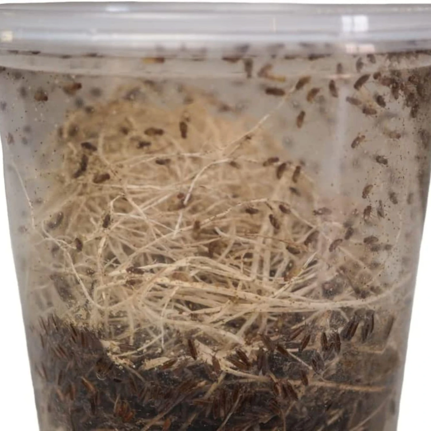 Josh's Frogs Producing Flightless Golden Hydei Fruit Fly Culture Live Feed Reptile Food - Image 4