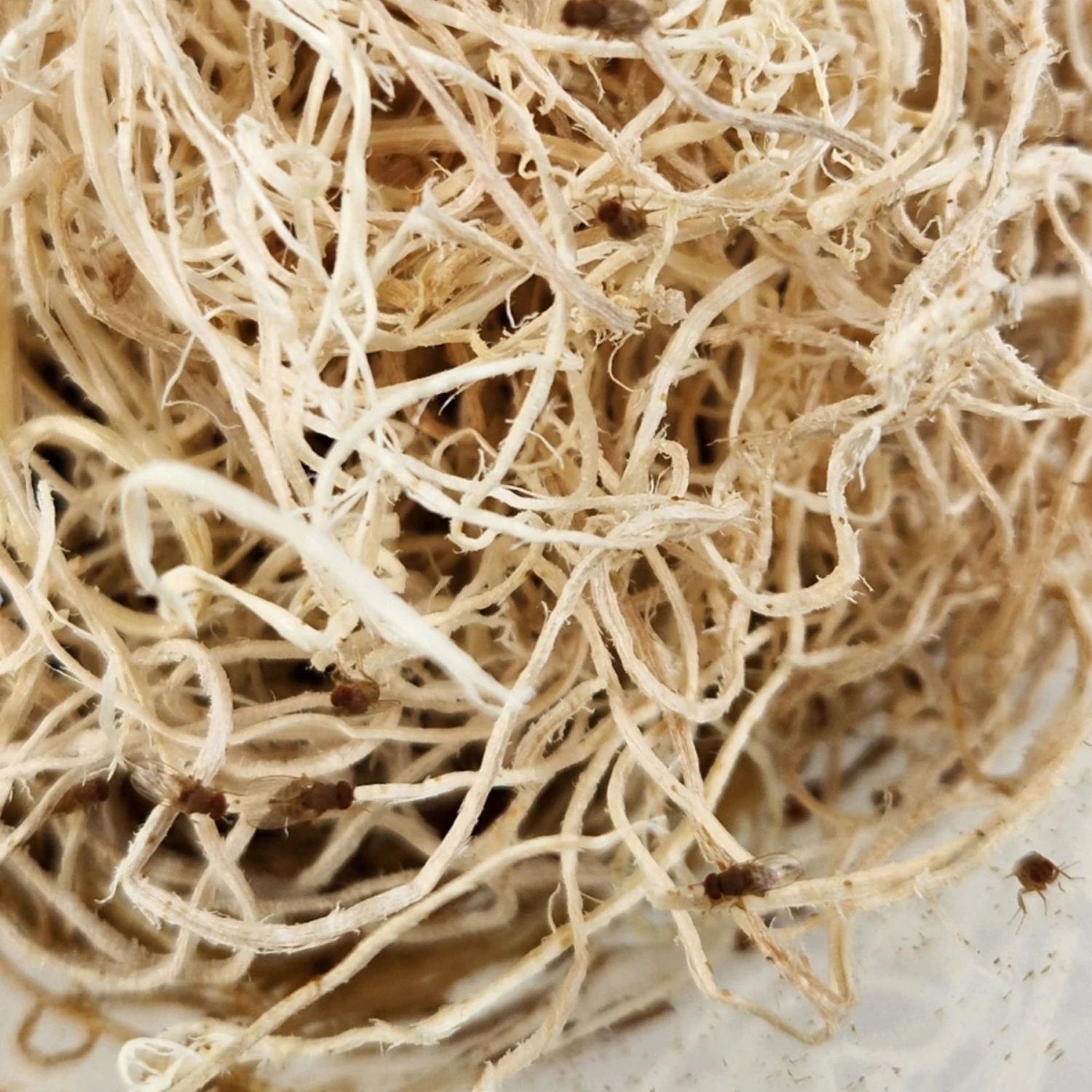 Josh's Frogs Producing Flightless Golden Hydei Fruit Fly Culture Live Feed Reptile Food - Image 6