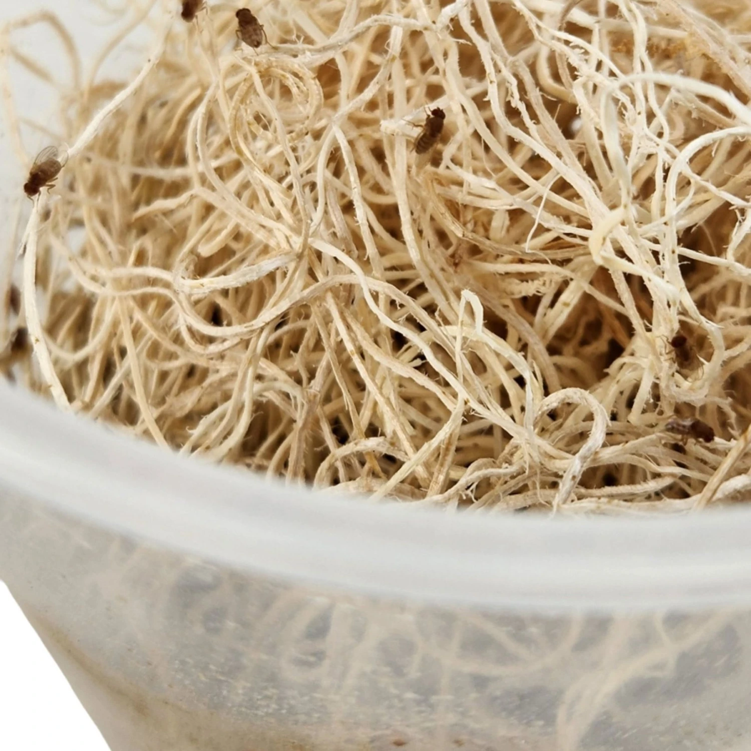 Josh's Frogs Producing Flightless Golden Hydei Fruit Fly Culture Live Feed Reptile Food - Image 9