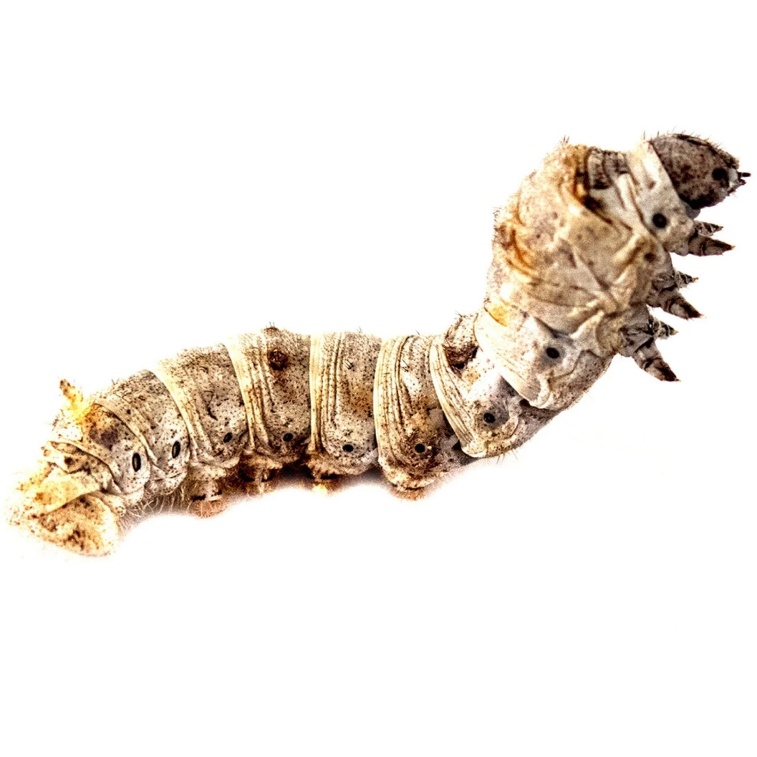 Josh's Frogs Silkworms Live Feed Reptile Food, Small, 25 Count - Image 5