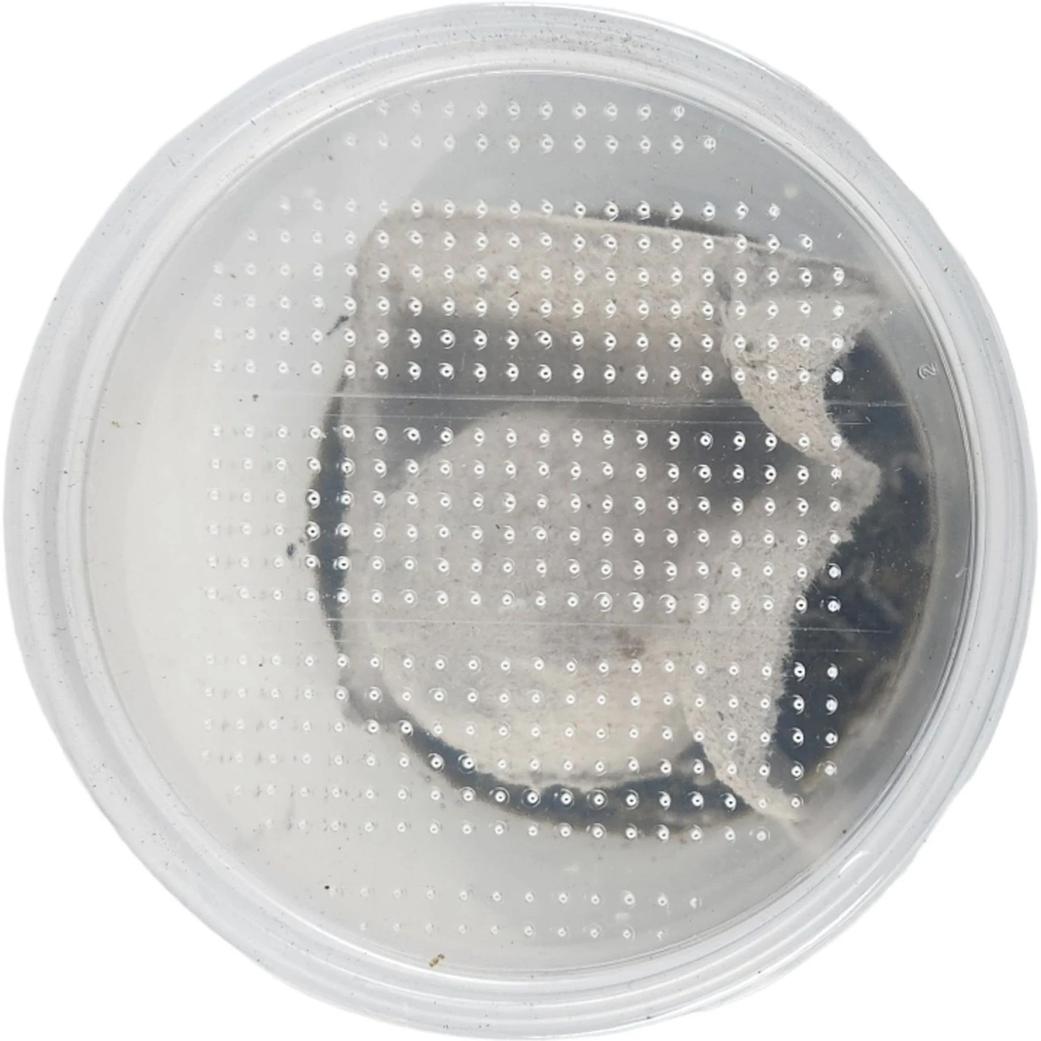 Josh's Frogs Silkworms Live Feed Reptile Food, Small, 25 Count - Image 9