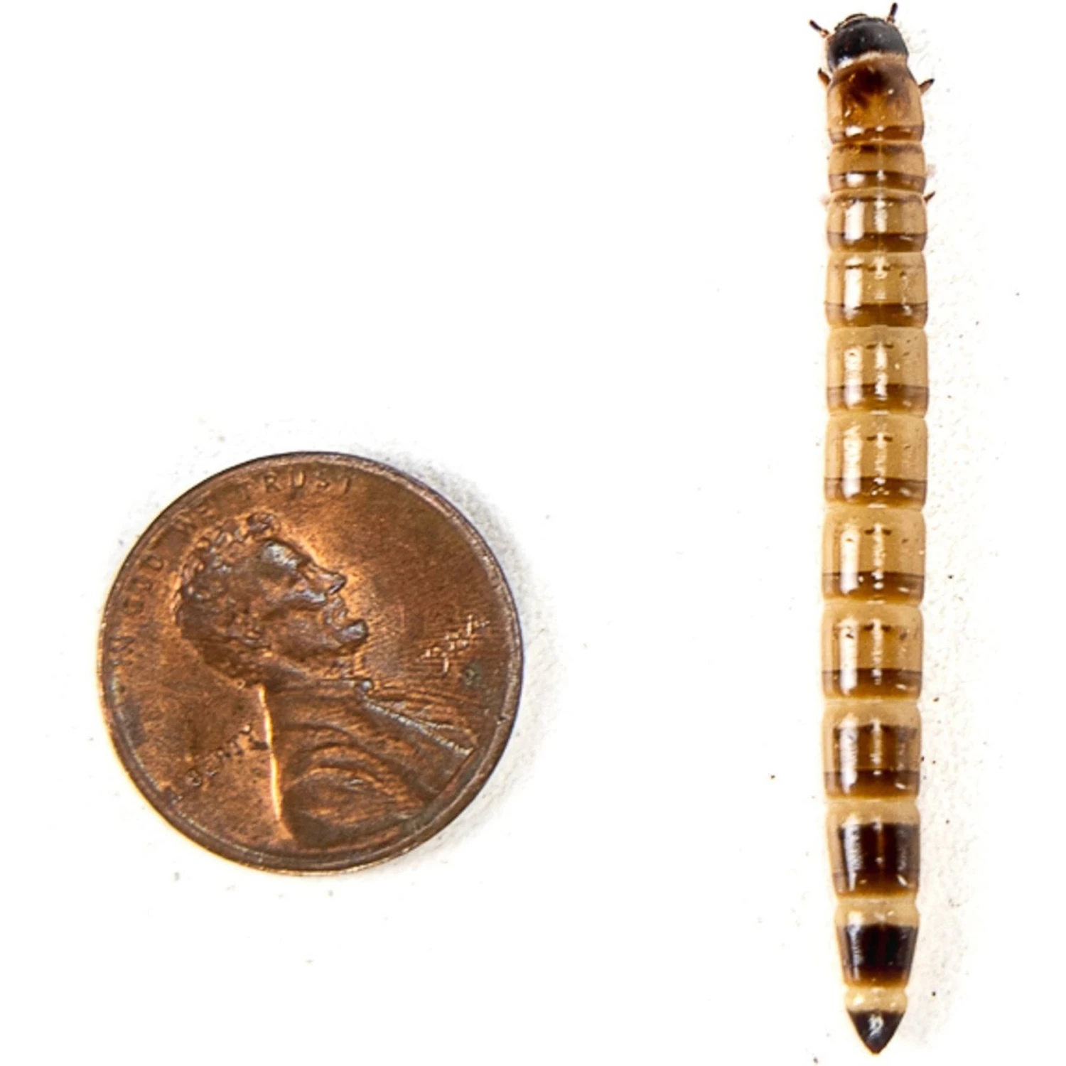 Josh's Frogs Superworms Live Feed Reptile Food - Image 6