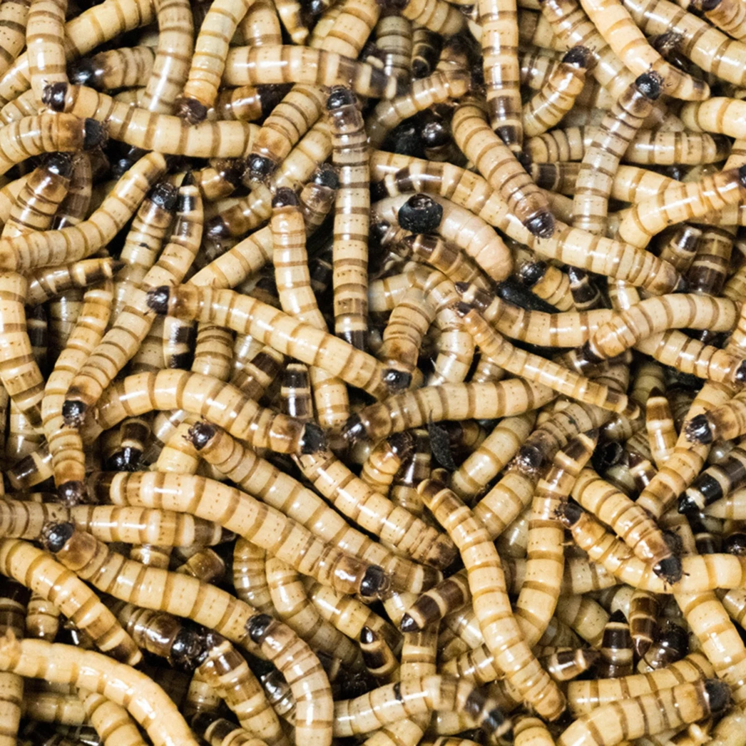 Josh's Frogs Superworms Live Feed Reptile Food - Image 7