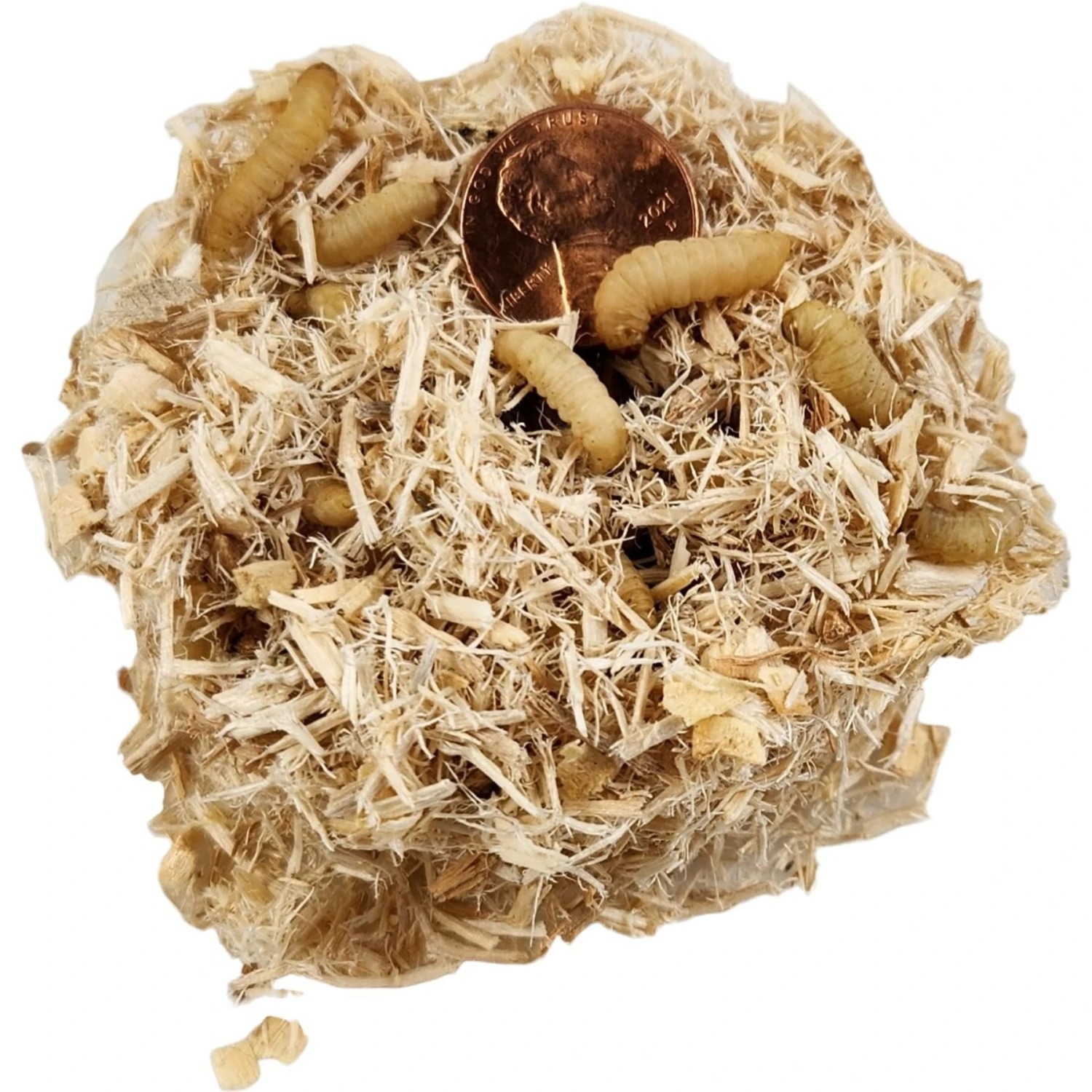 Josh's Frogs Waxworms Live Feed Reptile Food - Image 5