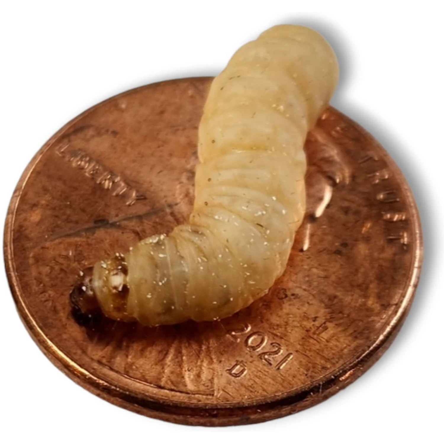 Josh's Frogs Waxworms Live Feed Reptile Food - Image 6