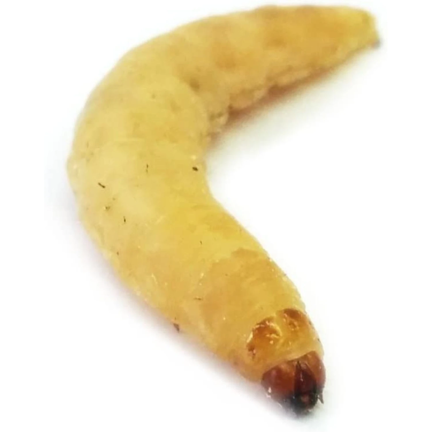 Josh's Frogs Waxworms Live Feed Reptile Food - Image 7