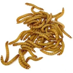 SURMEN LEGACY Gutloaded Mealworms Live Feed Reptile Food, 3/4 To 1-in, 1,000 Count