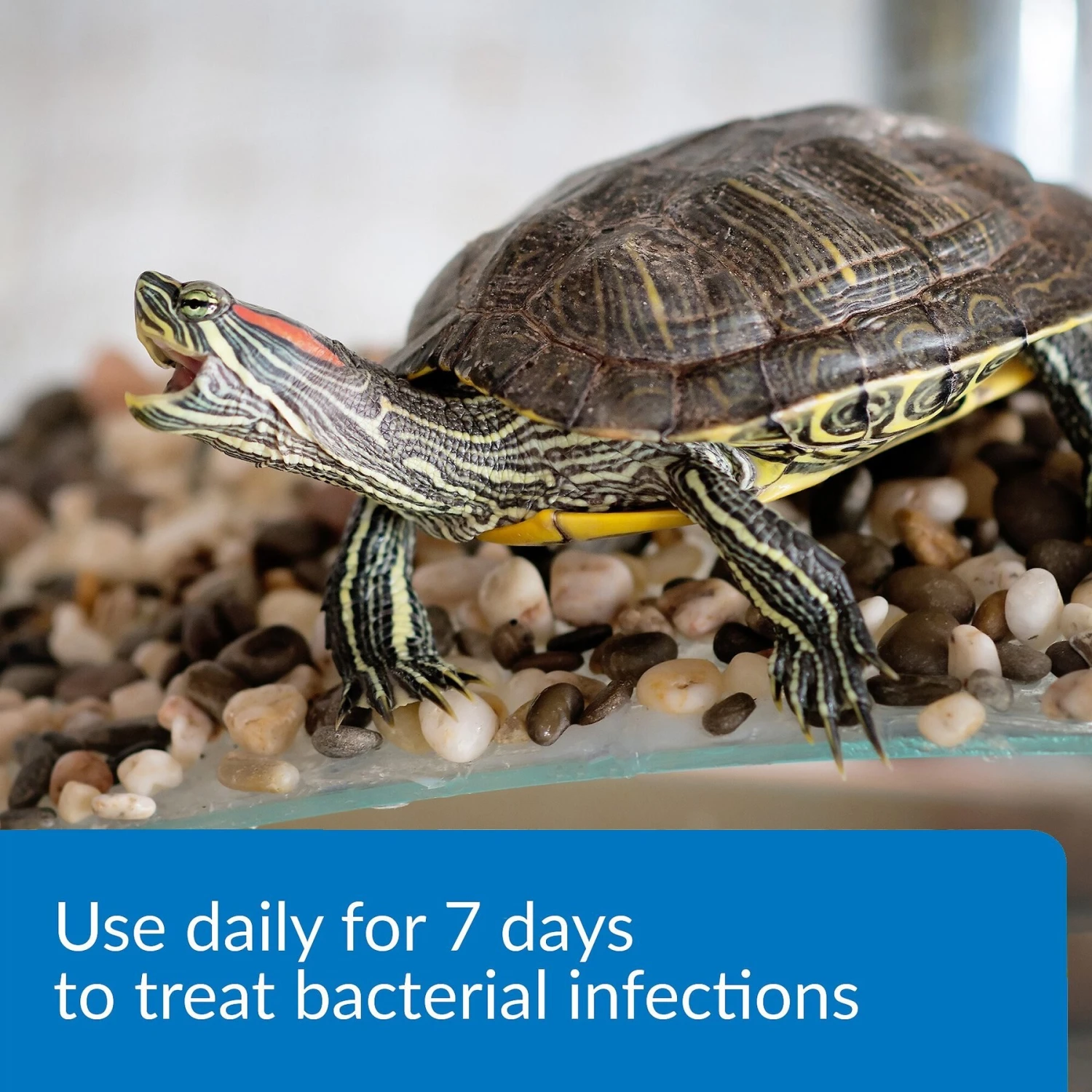 API Turtle Fix Antibacterial Treatment - Image 3