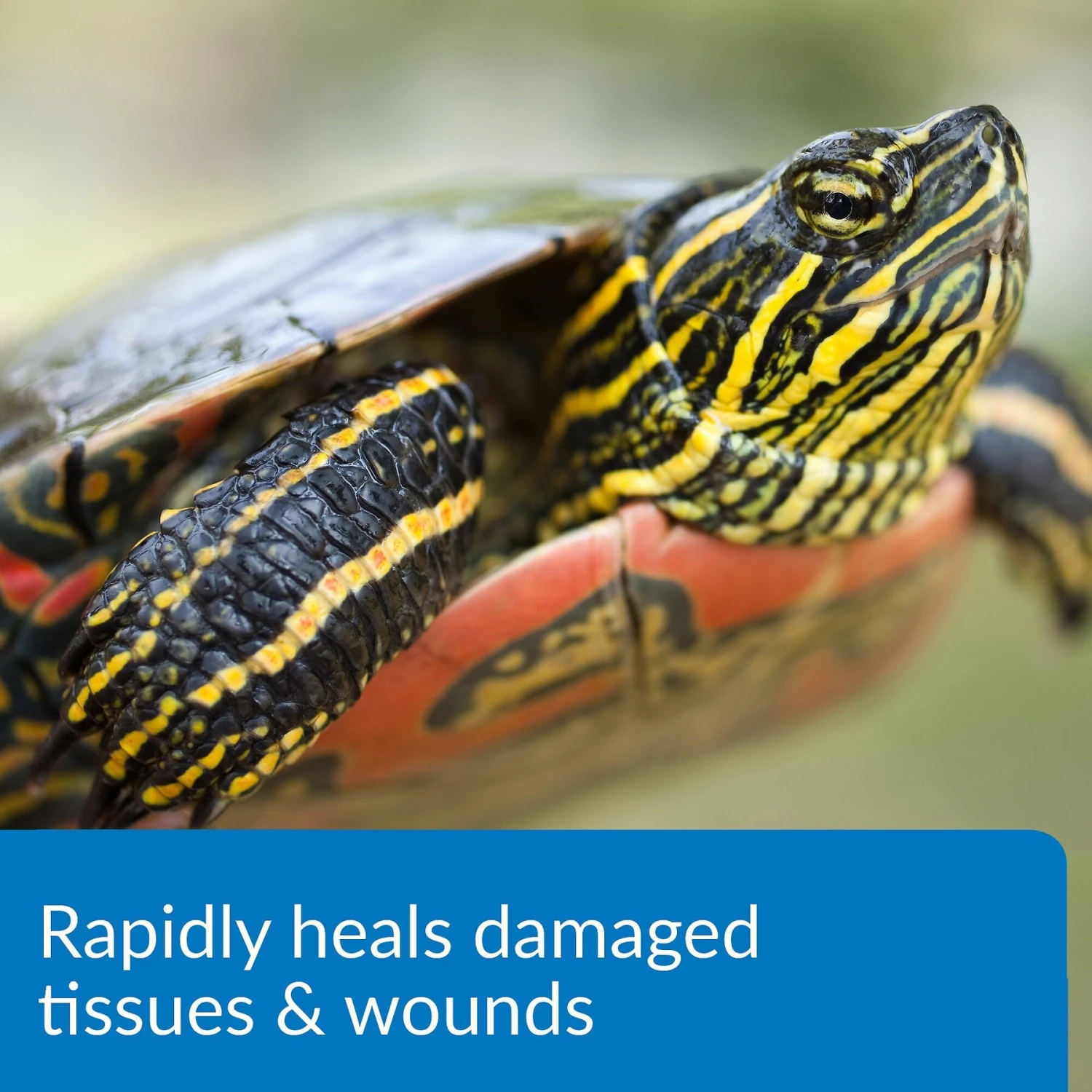API Turtle Fix Antibacterial Treatment - Image 4
