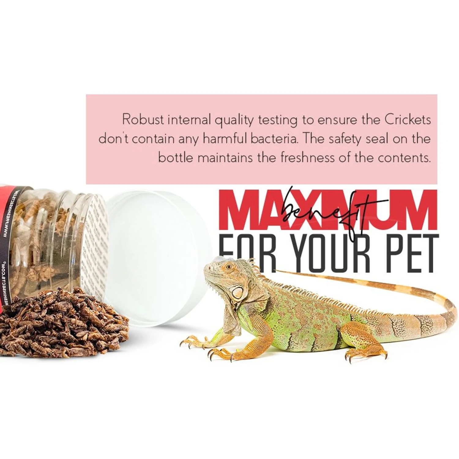 Freshinsects Freeze-Dried Crickets Treats, 1-oz Jar - Image 8