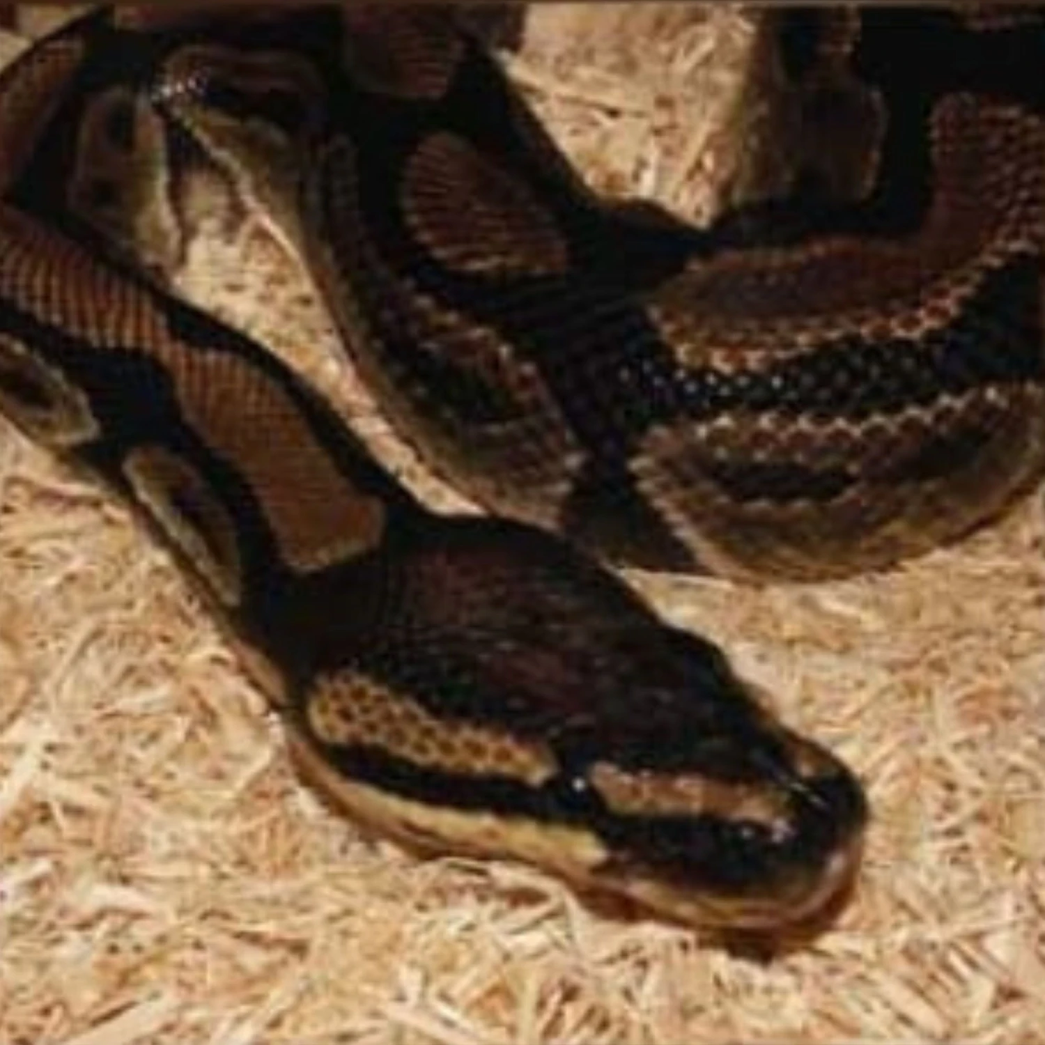 Josh's Frogs Awesome Aspen Reptile Substrate, 10-qt Bag - Image 9