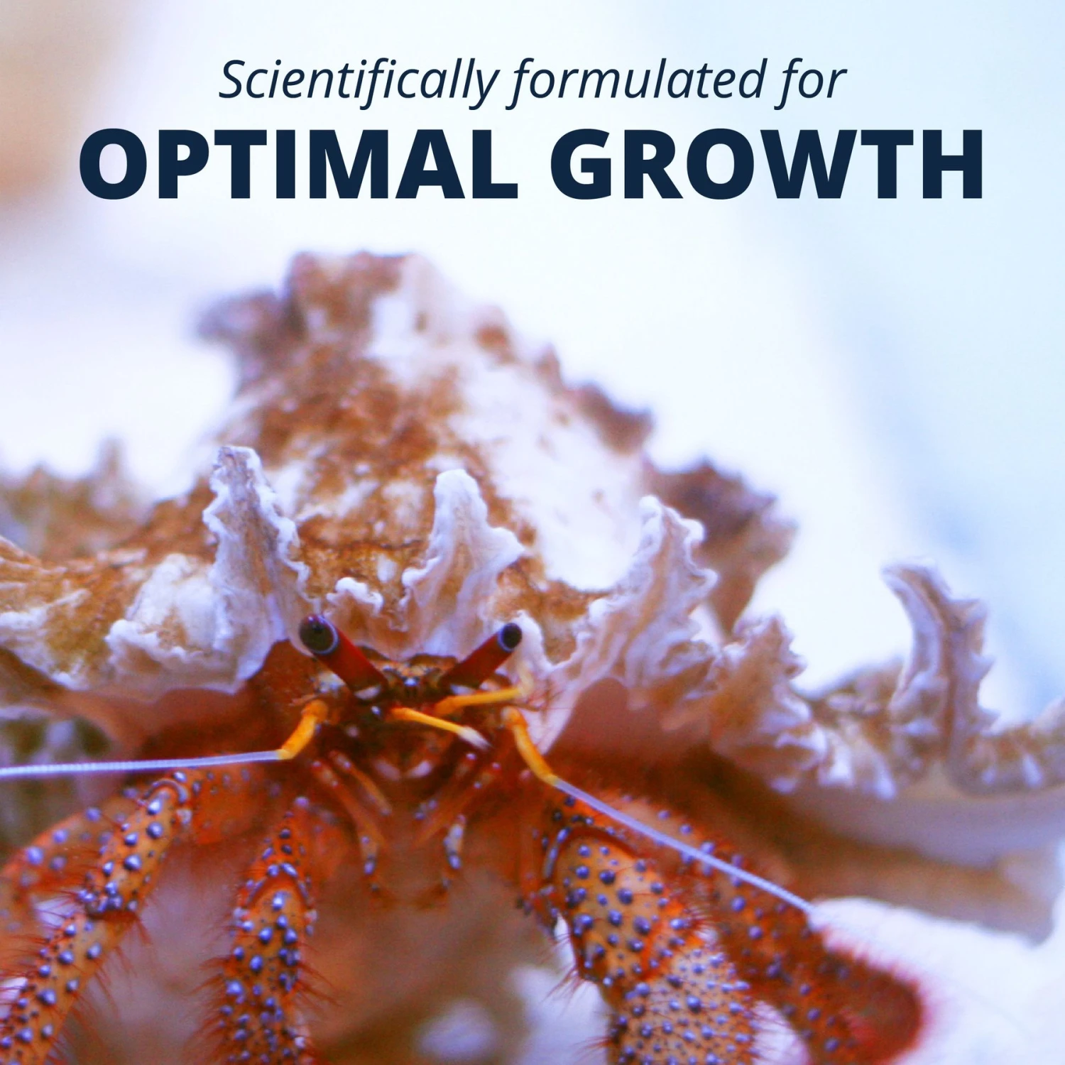 Tetrafauna Hermit Crab Cakes Pellet Land Crab Food - Image 7